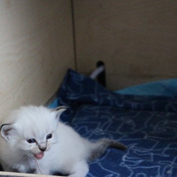 chat Ragdoll Virgule Nyx Trycoline’s