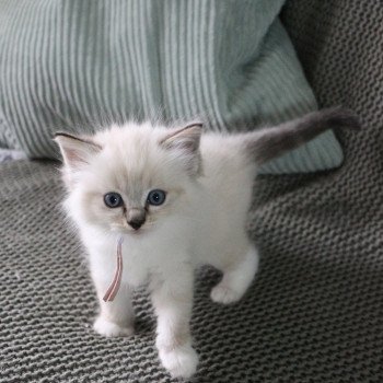 chat Ragdoll Virgule Nyx Trycoline’s
