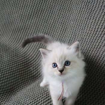chat Ragdoll Virgule Nyx Trycoline’s