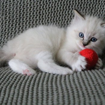 chat Ragdoll Virgule Nyx Trycoline’s