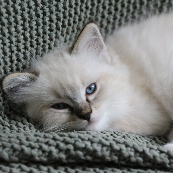 chat Ragdoll Virgule Nyx Trycoline’s