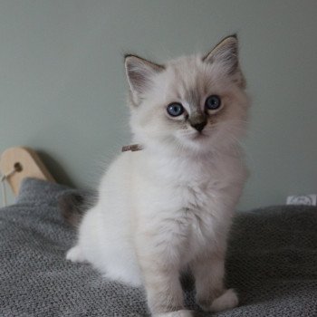 chat Ragdoll Virgule Nyx Trycoline’s