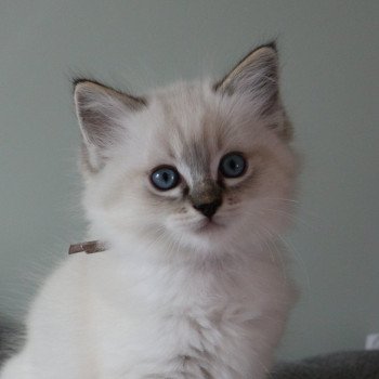 chat Ragdoll Virgule Nyx Trycoline’s