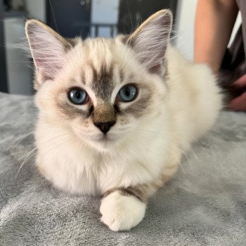 chat Ragdoll seal tabby point mitted Virgule Nyx Trycoline’s