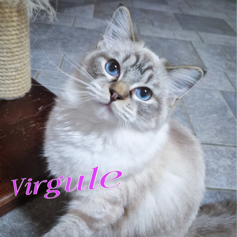 Virgule Nyx de Clénatal Femelle Ragdoll