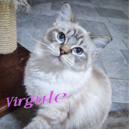 Virgule Nyx de Clénatal Femelle Ragdoll