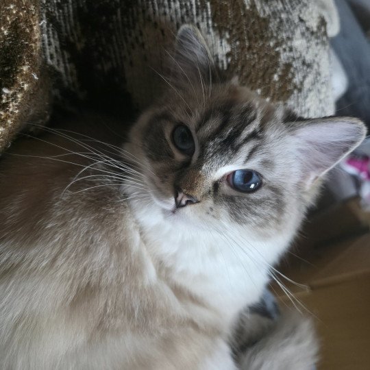 Virgule Nyx de Clénatal Femelle Ragdoll