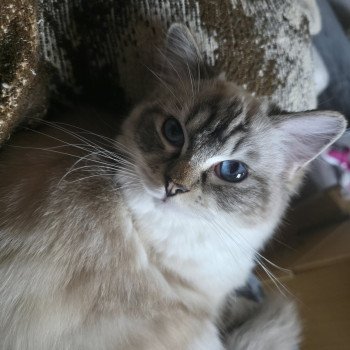 Virgule Nyx de Clénatal Femelle Ragdoll