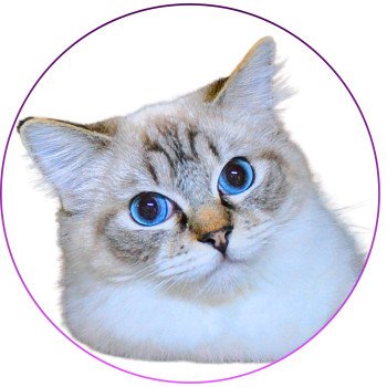 chat Ragdoll seal tabby point mitted Virgule Nyx Trycoline’s