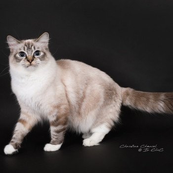 chat Ragdoll seal tabby point mitted Virgule Nyx Trycoline’s