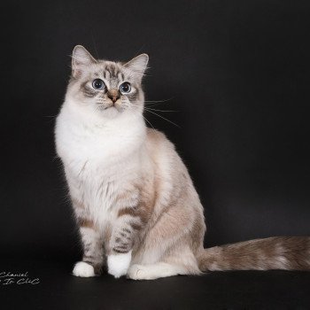 chat Ragdoll seal tabby point mitted Virgule Nyx Trycoline’s