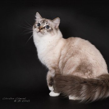 chat Ragdoll seal tabby point mitted Virgule Nyx Trycoline’s