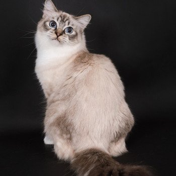chat Ragdoll seal tabby point mitted Virgule Nyx Trycoline’s