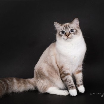 chat Ragdoll seal tabby point mitted Virgule Nyx Trycoline’s