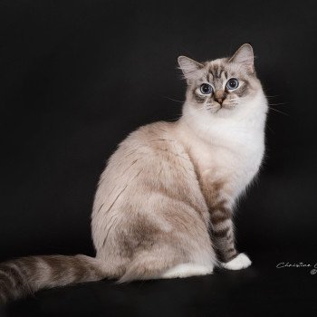 chat Ragdoll seal tabby point mitted Virgule Nyx Trycoline’s