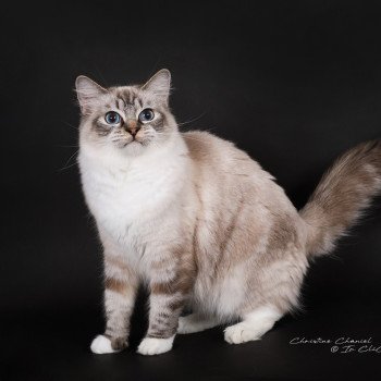 chat Ragdoll seal tabby point mitted Virgule Nyx Trycoline’s