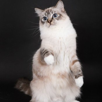 chat Ragdoll seal tabby point mitted Virgule Nyx Trycoline’s