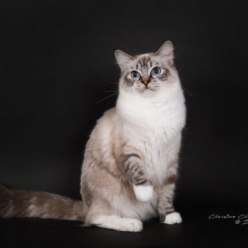 chat Ragdoll seal tabby point mitted Virgule Nyx Trycoline’s