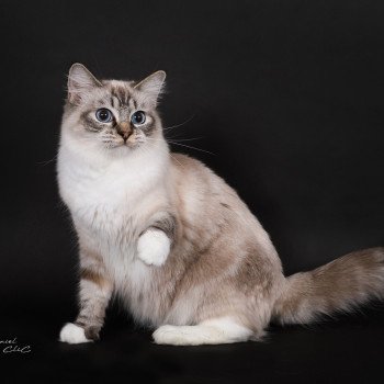chat Ragdoll seal tabby point mitted Virgule Nyx Trycoline’s