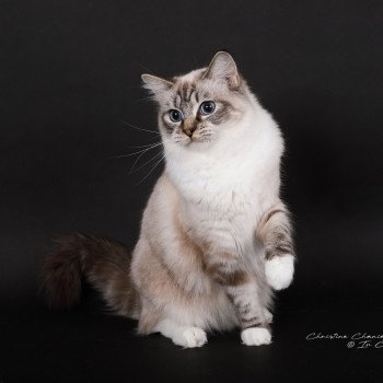 chat Ragdoll seal tabby point mitted Virgule Nyx Trycoline’s
