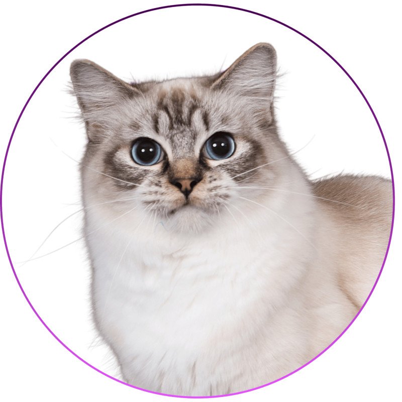 Virgule Nyx de Clénatal Femelle Ragdoll