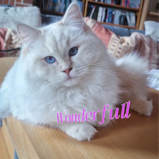 Wonderfull You Love Me De Clénatal Femelle Ragdoll