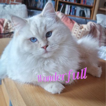 chat Ragdoll lilac tabby point mitted Wonderfull You Love Me Trycoline’s