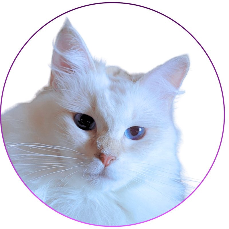 Wonderfull You Love Me De Clénatal Femelle Ragdoll