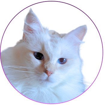 chat Ragdoll lilac tabby point mitted Wonderfull You Love Me Trycoline’s