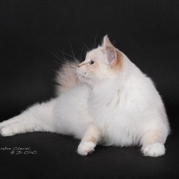 chat Ragdoll lilac tabby point mitted Wonderfull You Love Me Trycoline’s