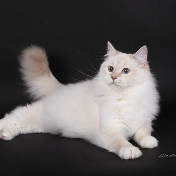 chat Ragdoll lilac tabby point mitted Wonderfull You Love Me Trycoline’s