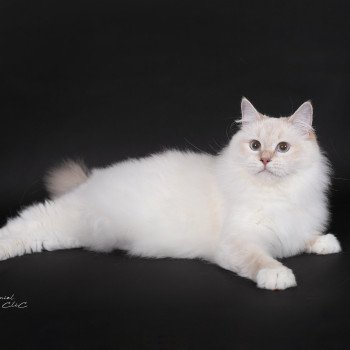 chat Ragdoll lilac tabby point mitted Wonderfull You Love Me Trycoline’s
