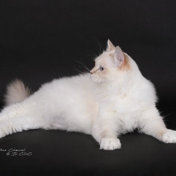 chat Ragdoll lilac tabby point mitted Wonderfull You Love Me Trycoline’s