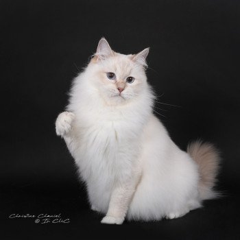 chat Ragdoll lilac tabby point mitted Wonderfull You Love Me Trycoline’s
