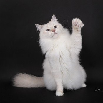 chat Ragdoll lilac tabby point mitted Wonderfull You Love Me Trycoline’s