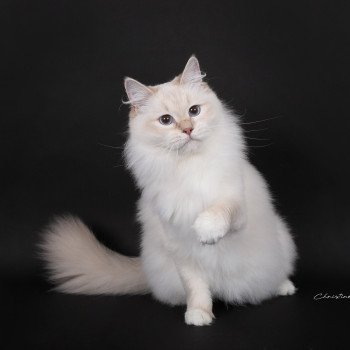 chat Ragdoll lilac tabby point mitted Wonderfull You Love Me Trycoline’s