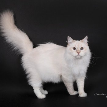 chat Ragdoll lilac tabby point mitted Wonderfull You Love Me Trycoline’s