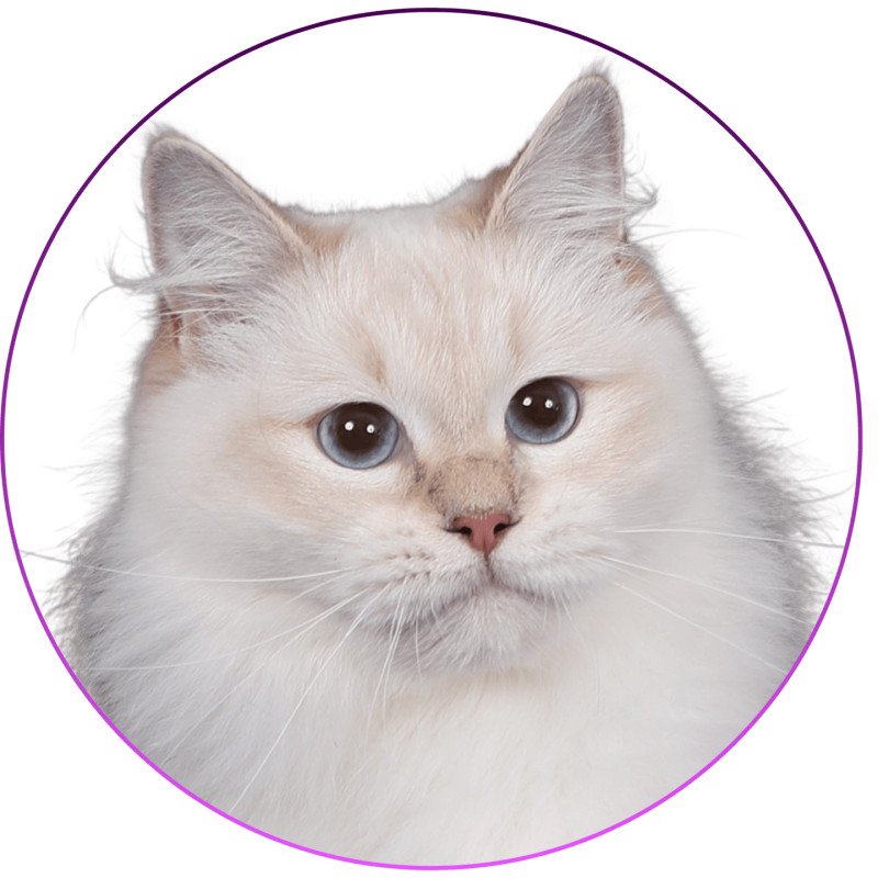 Wonderfull You Love Me De Clénatal Femelle Ragdoll