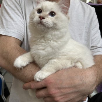 chat Ragdoll lilac tabby point mitted Wonderfull You Love Me Trycoline’s