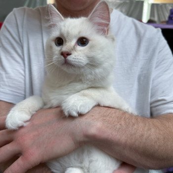 chat Ragdoll lilac tabby point mitted Wonderfull You Love Me Trycoline’s