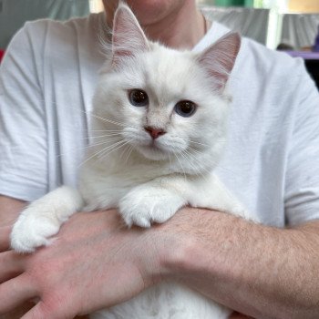 chat Ragdoll lilac tabby point mitted Wonderfull You Love Me Trycoline’s