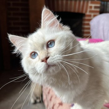 chat Ragdoll lilac tabby point mitted Wonderfull You Love Me Trycoline’s