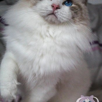 chat Ragdoll chocolate tabby point bicolor Xurys Lovely Surprise Trycoline’s