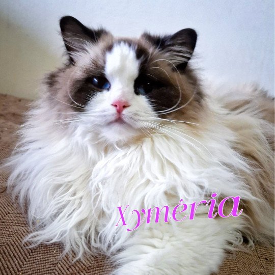 Xyméria de Midnight Dreams Femelle Ragdoll
