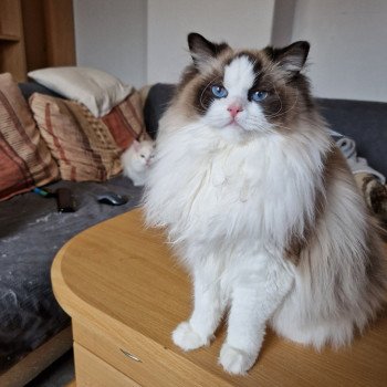 chat Ragdoll seal point bicolor Xyméria Trycoline’s chat Ragdoll seal point bicolor Xyméria Trycoline’s
