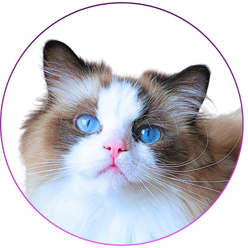 Xyméria de Midnight Dreams Femelle Ragdoll Xyméria de Midnight Dreams Femelle Ragdoll