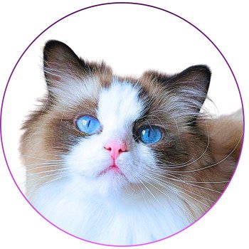 chat Ragdoll seal point bicolor Xyméria Trycoline’s chat Ragdoll seal point bicolor Xyméria Trycoline’s