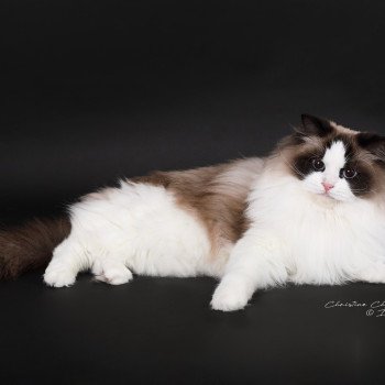 chat Ragdoll seal point bicolor Xyméria Trycoline’s