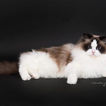 chat Ragdoll seal point bicolor Xyméria Trycoline’s