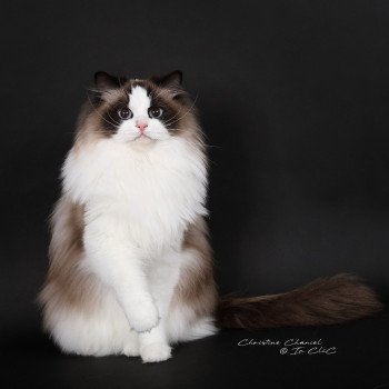 chat Ragdoll seal point bicolor Xyméria Trycoline’s